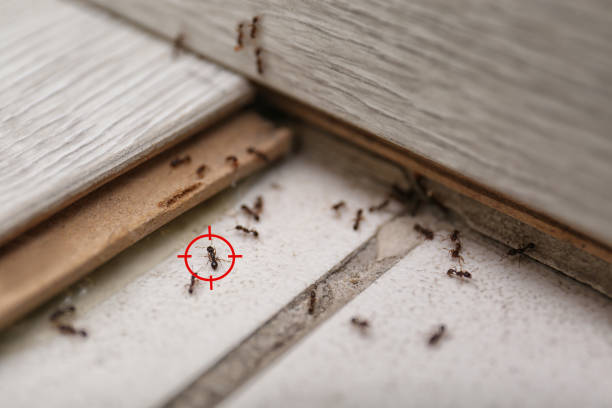 Best Exterminator Services  in Mcmechen, WV