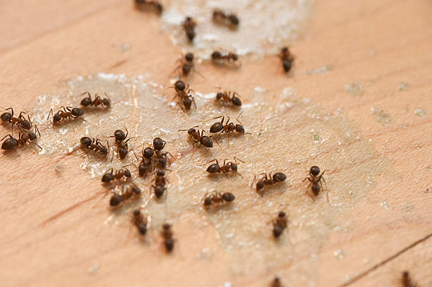 Pest Control Cost in Mcmechen, WV
