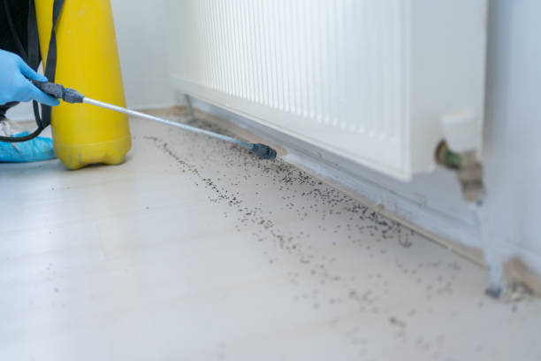 Best Local Pest Control Services  in Mcmechen, WV